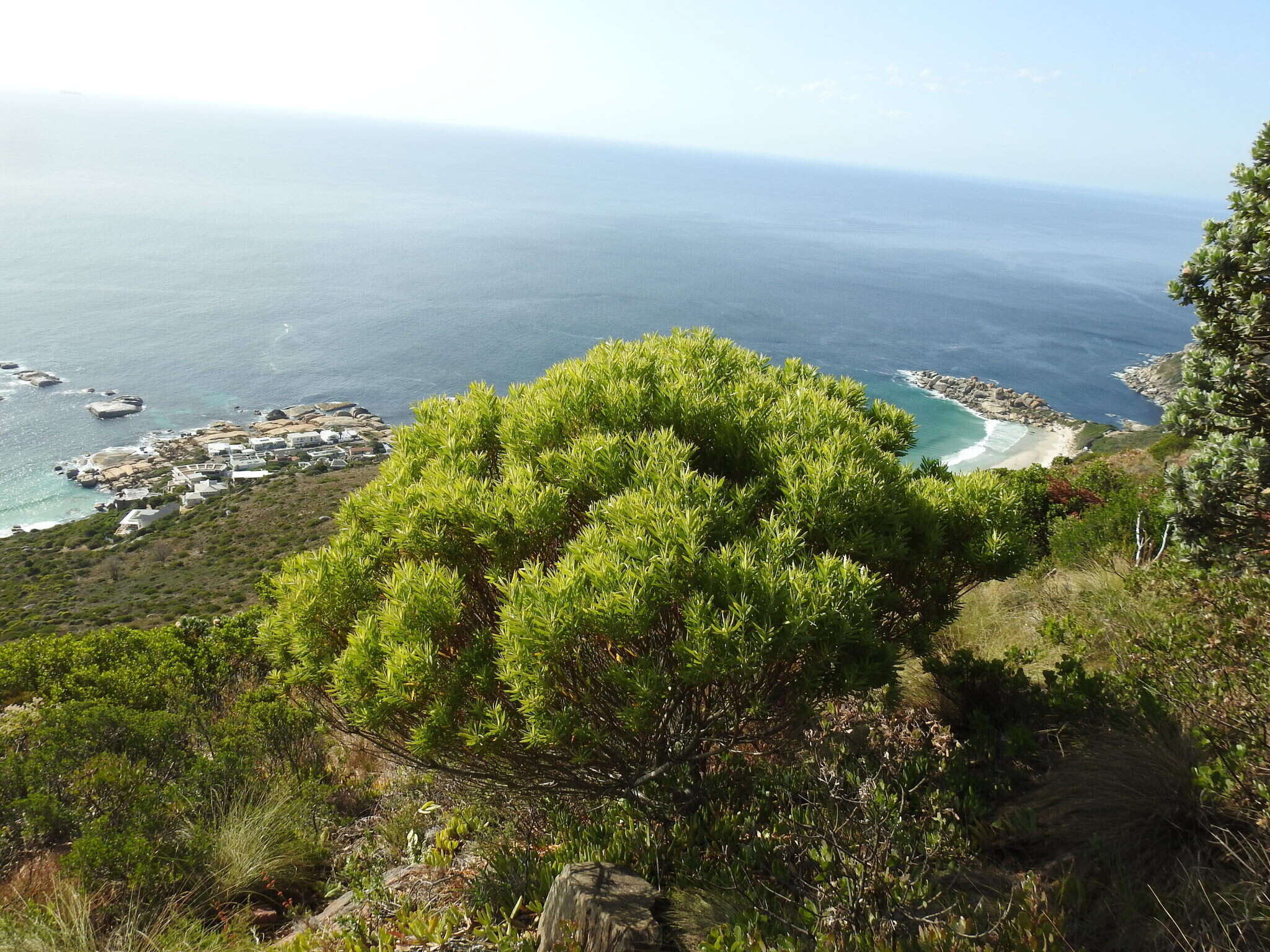 Image of Leucadendron coniferum (Thunb.) Meissn.