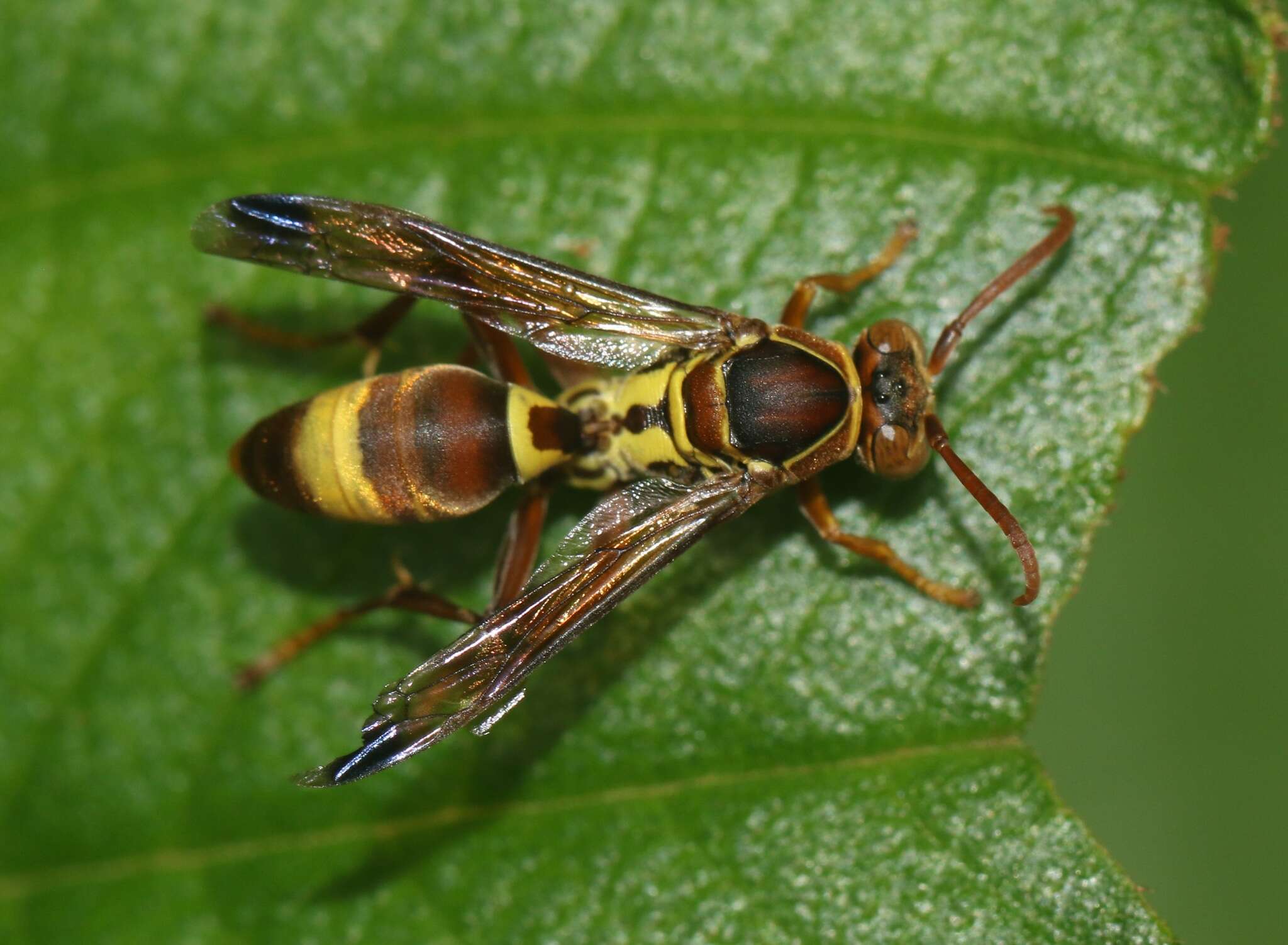 Image of Polistes stigma tamula (Fabricius 1798)