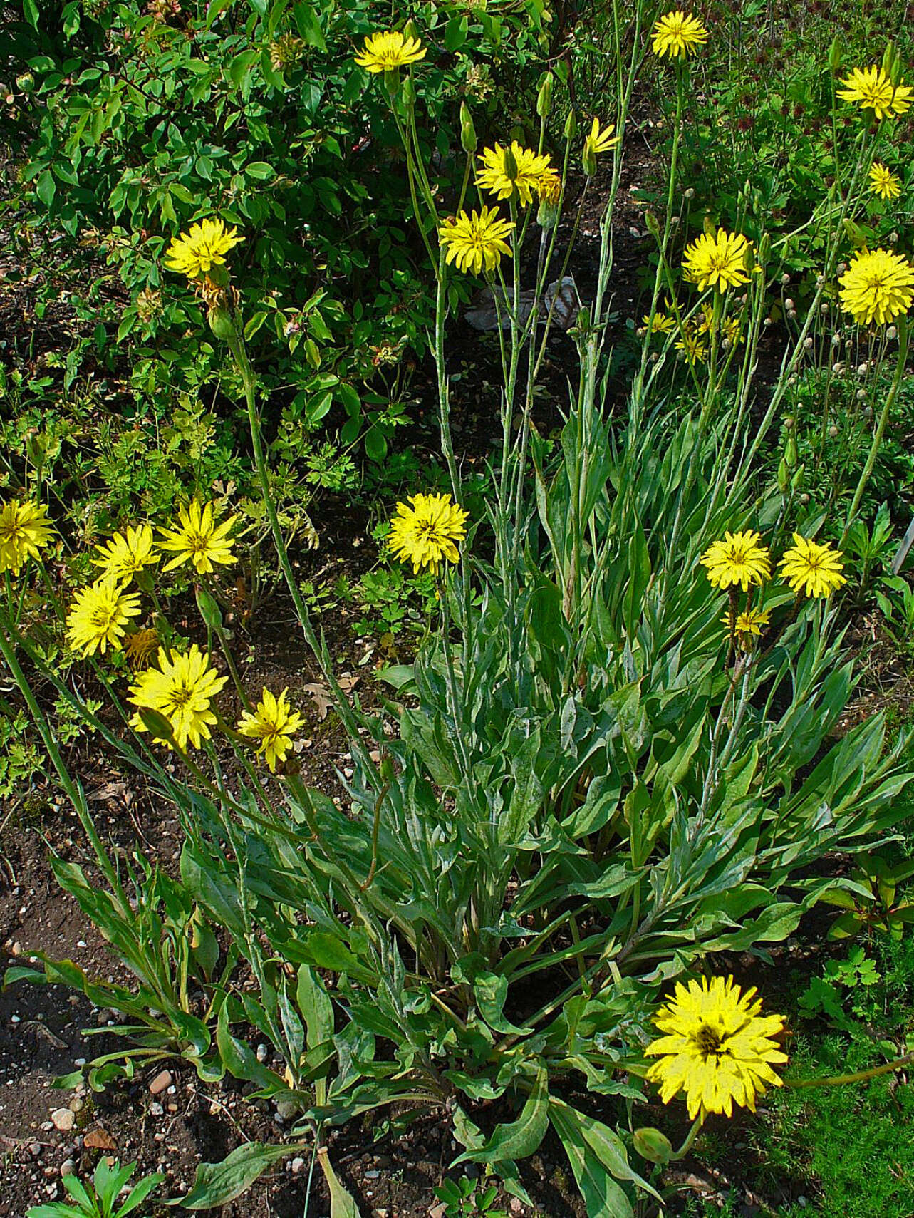 Image of black salsify