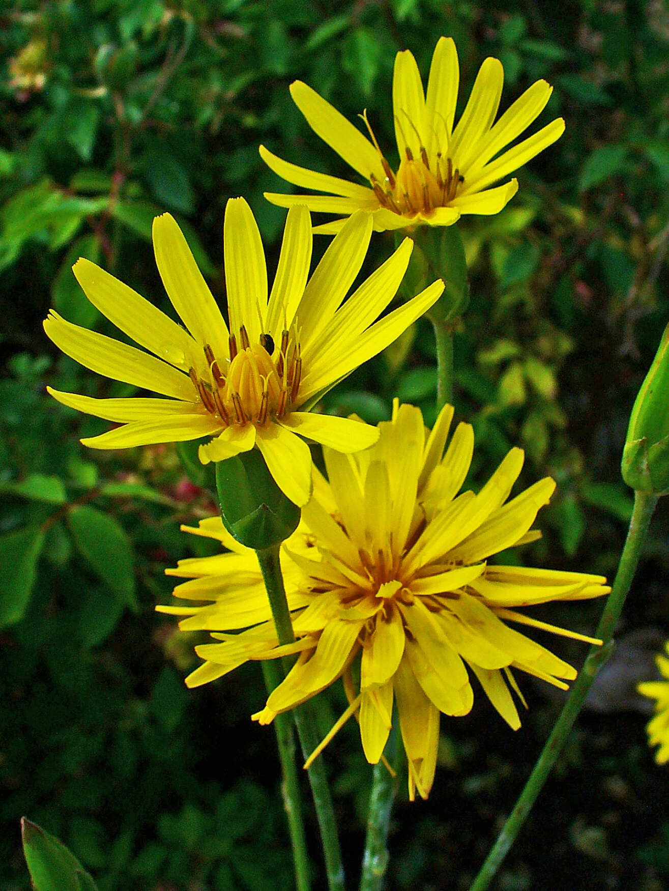 Image of black salsify