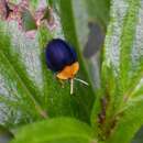 Sivun Stoiba flavicollis (Klug 1829) kuva