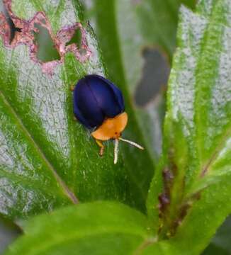 Sivun Stoiba flavicollis (Klug 1829) kuva