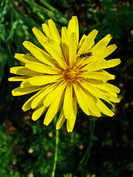 Image of black salsify