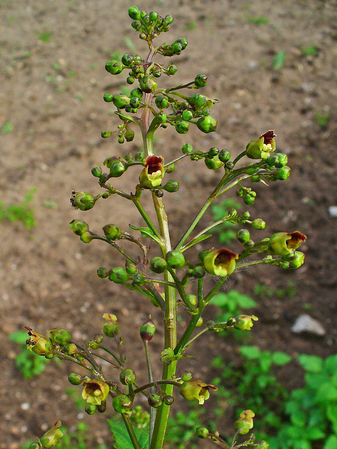 Imagem de Scrophularia nodosa L.