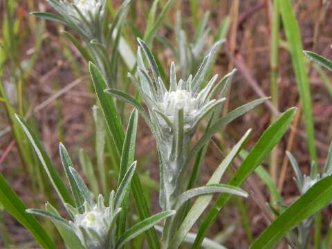 Image of heath cudweed