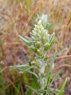 Image of heath cudweed