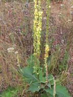 Verbascum nigrum L. resmi