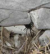 Image of Latrodectus tredecimguttatus (Rossi 1790)