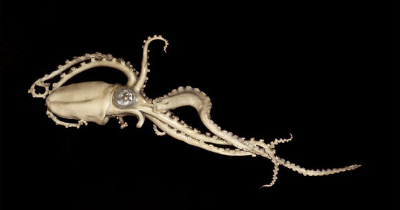Image of tuberculate octopus
