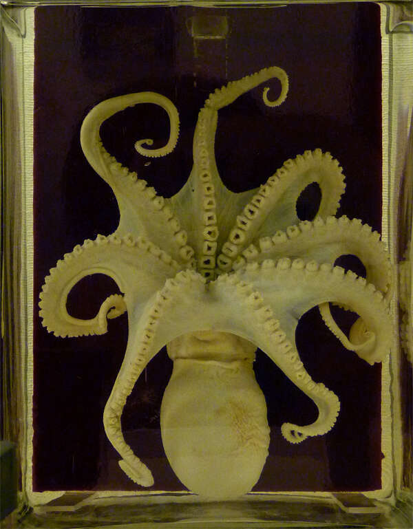Image of musky octopus