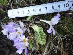 Image of Primula deuteronana Craib