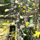 صورة Brevicoryne brassicae (Linnaeus 1758)