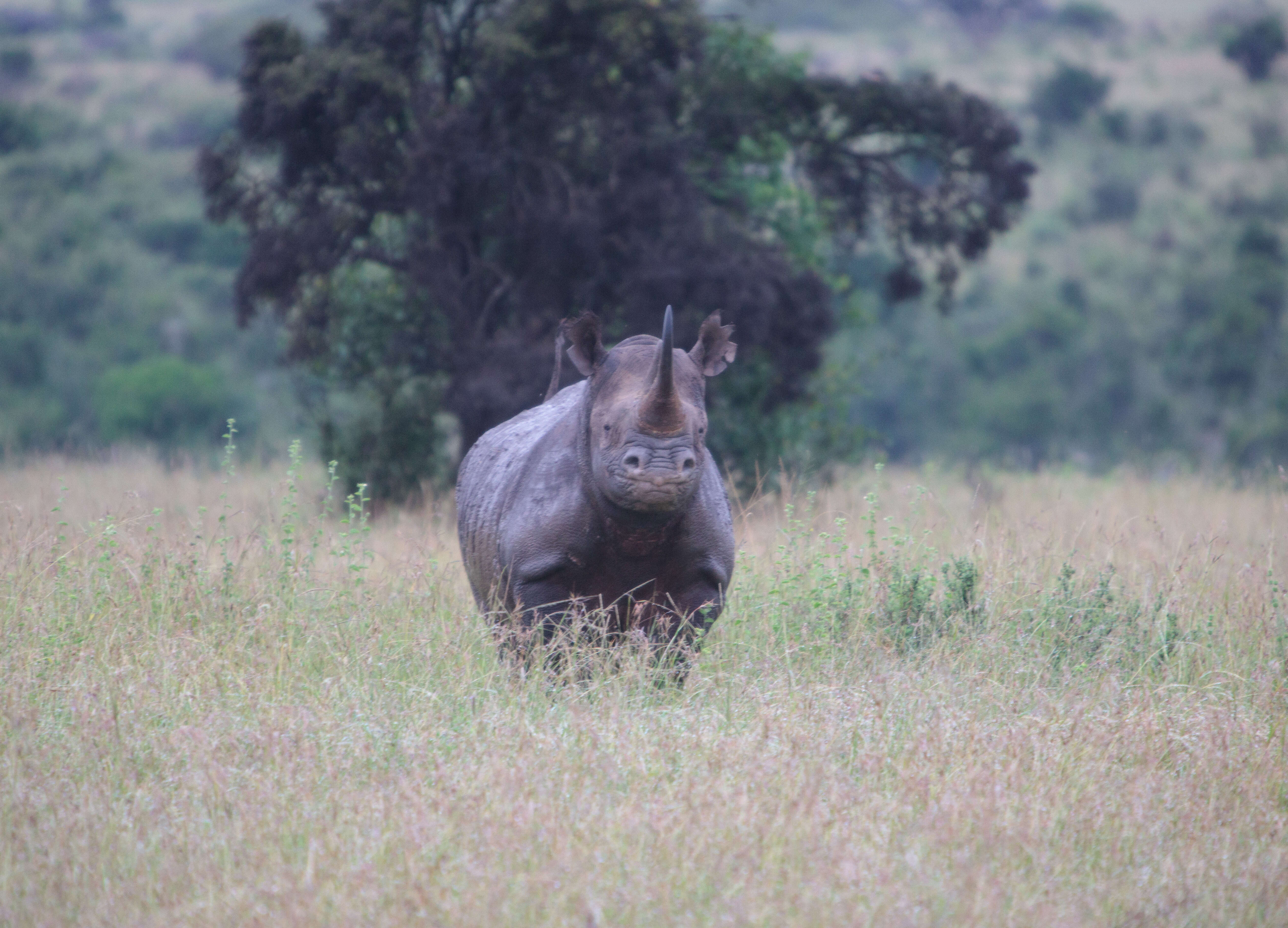 Image of Black Rhinoceros