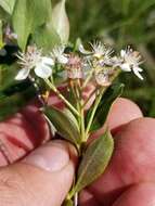 Photinia floribunda (Lindl.) K. R. Robertson & J. B. Phipps的圖片