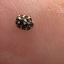 Image of Furniture Carpet Beetle