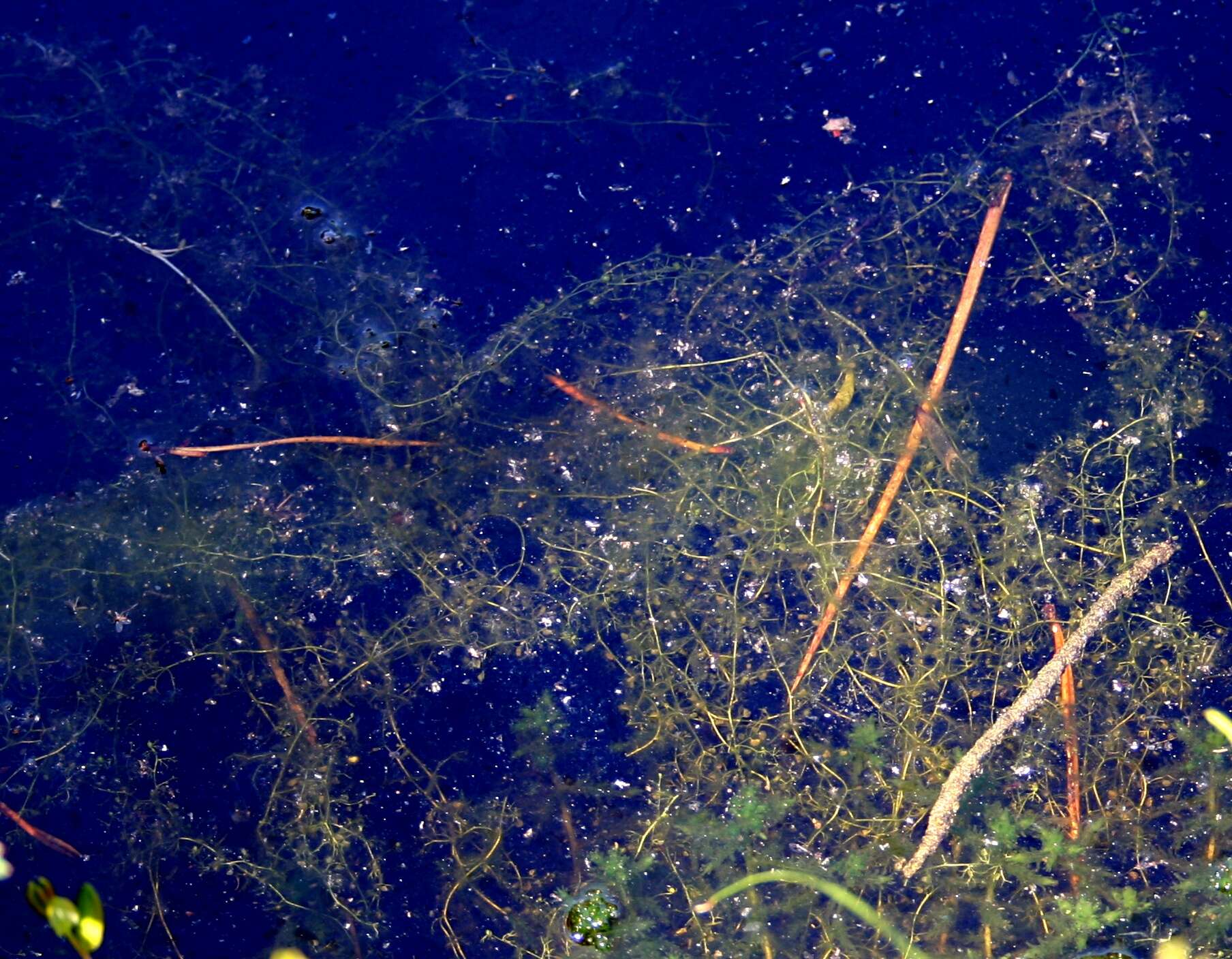 Image of Lesser Bladderwort