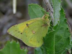 Image of Colias chrysotheme (Esper 1777)