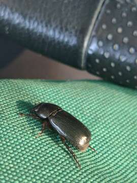 Image of Rice Beetle