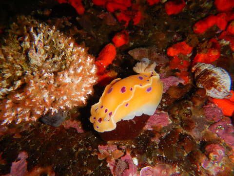 Image of Ceratosoma ingozi Gosliner 1996