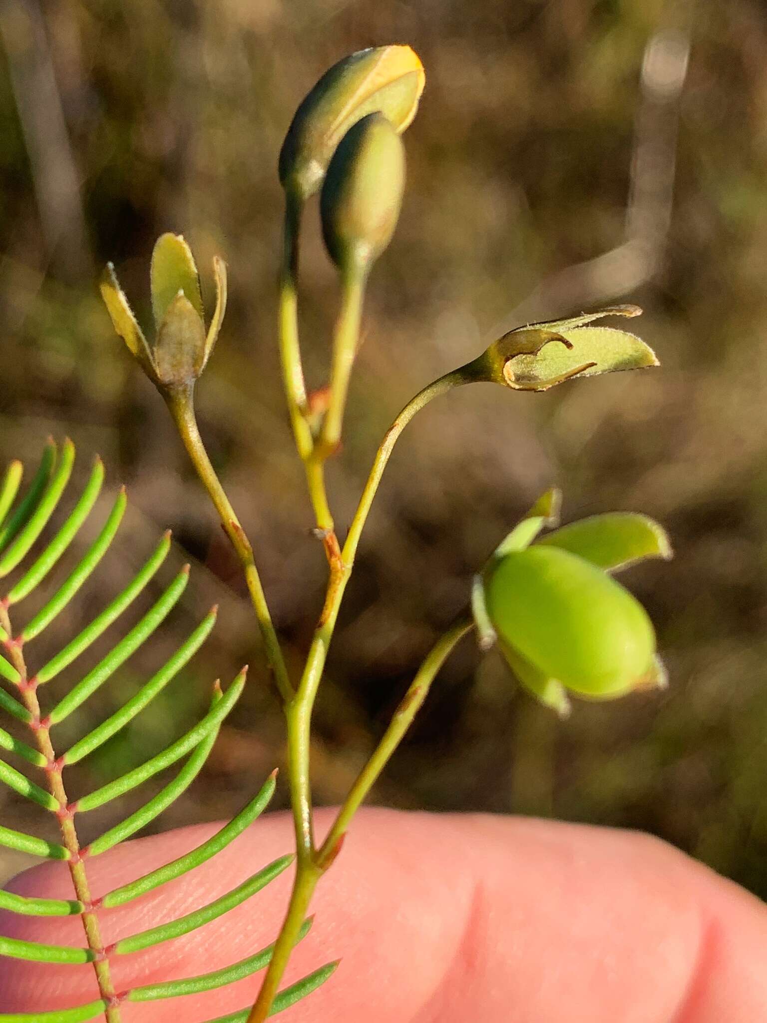 Слика од Gompholobium pinnatum Sm.