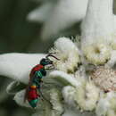 Image of Chrysis viridula L.