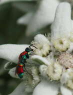 Image of Chrysis viridula L.