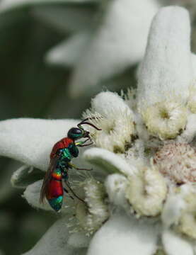 Chrysis viridula L. resmi