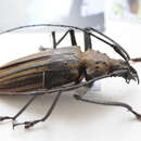 Image of Fijian long-horned beetle