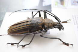 Image of Fijian long-horned beetle