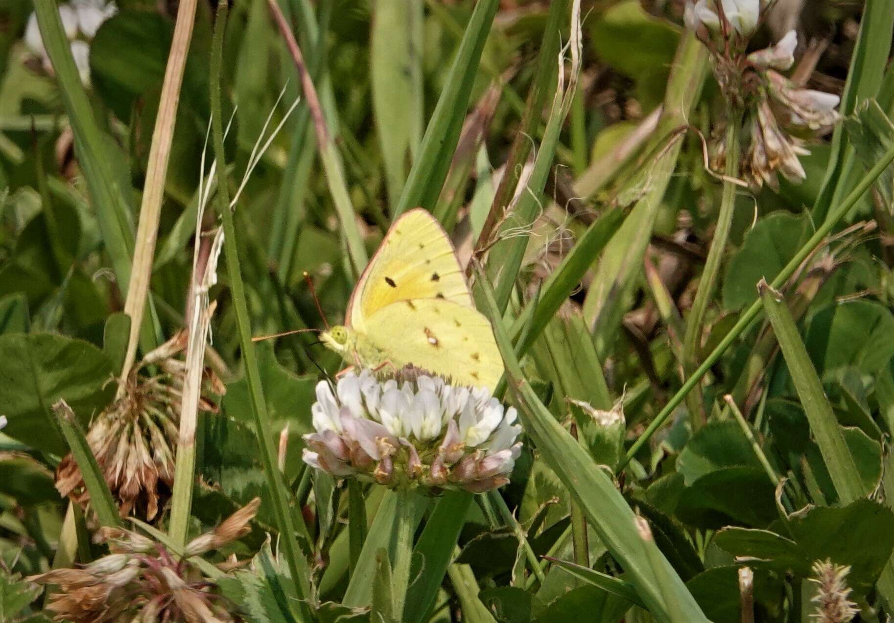 Image of Colias electo (Linnaeus 1763)