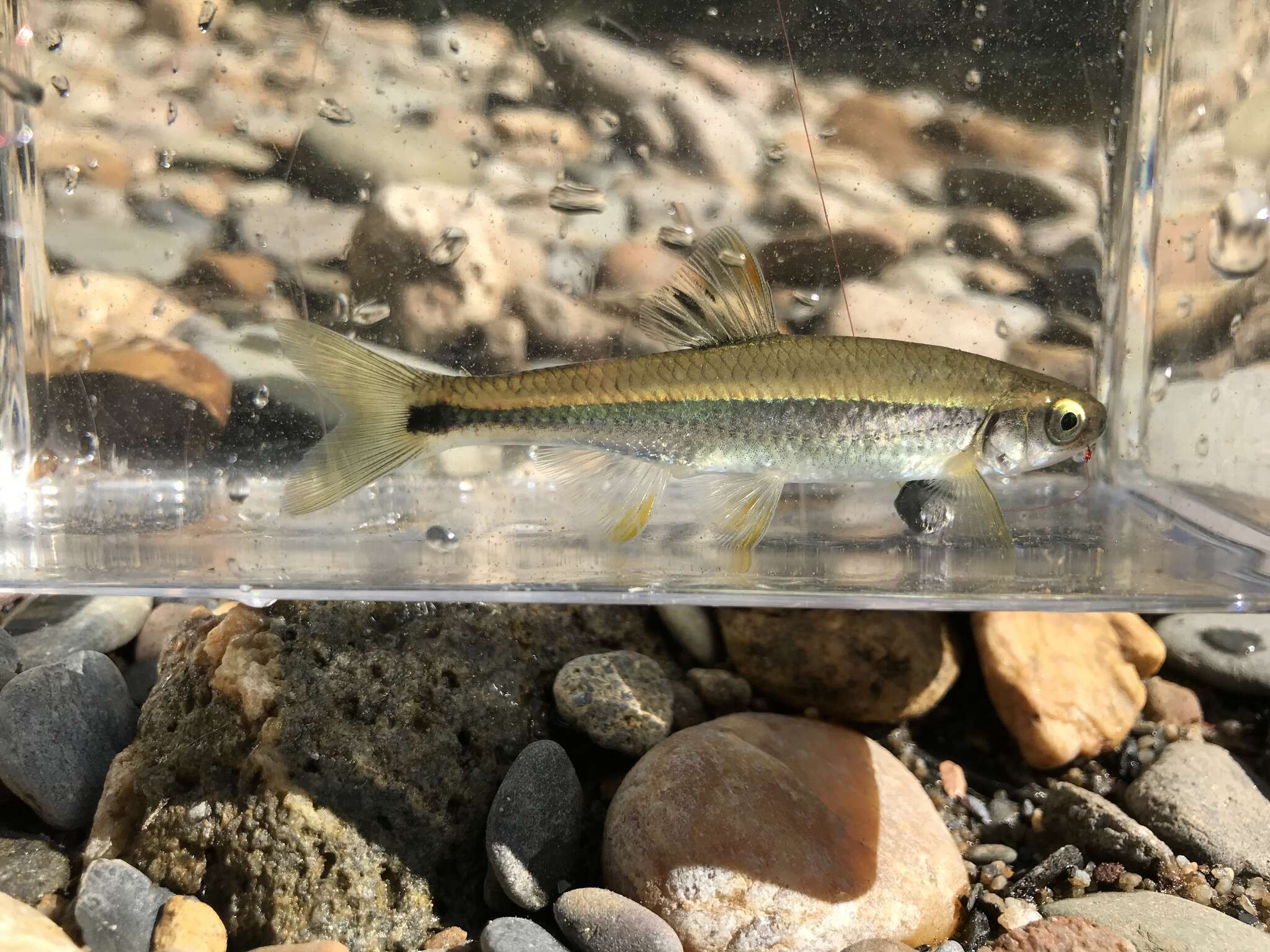 Image of Tricolor Shiner