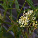 Imagem de Grevillea triternata R. Br.