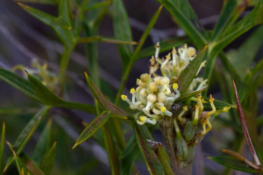 Image of Grevillea triternata R. Br.