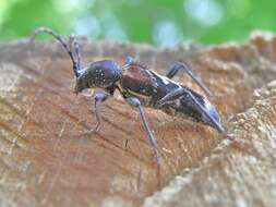 Image of grey-coated longhorn beetle