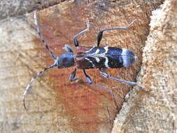 Image of grey-coated longhorn beetle