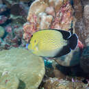 Image of Golden spotted angelfish