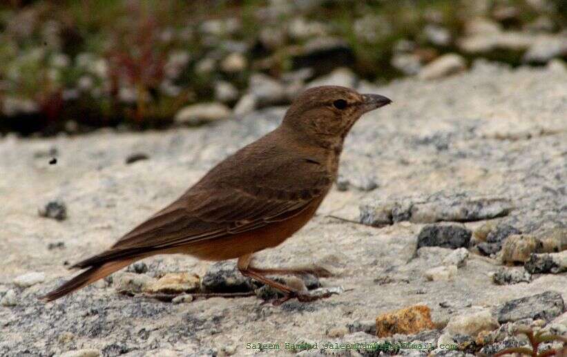 Image of Rufous-tailed Lark