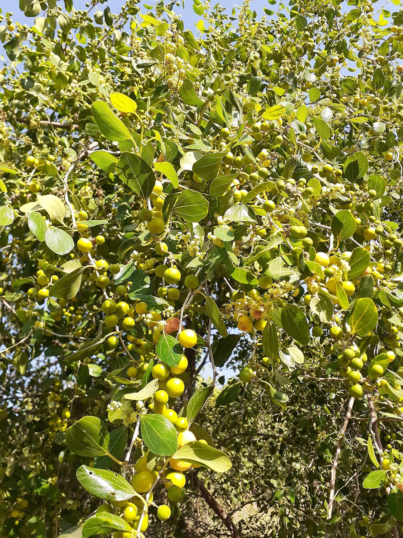 Plancia ëd Ziziphus spina-christi (L.) Desf.