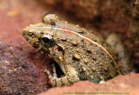 Image of Asian Grass Frog