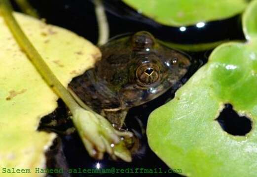 Image of Indian Skipper Frog