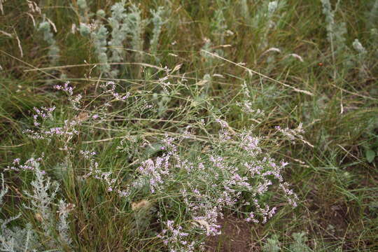 Image de Limonium sareptanum (A. Becker) Gams