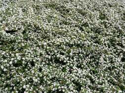 Image of coral beauty cotoneaster