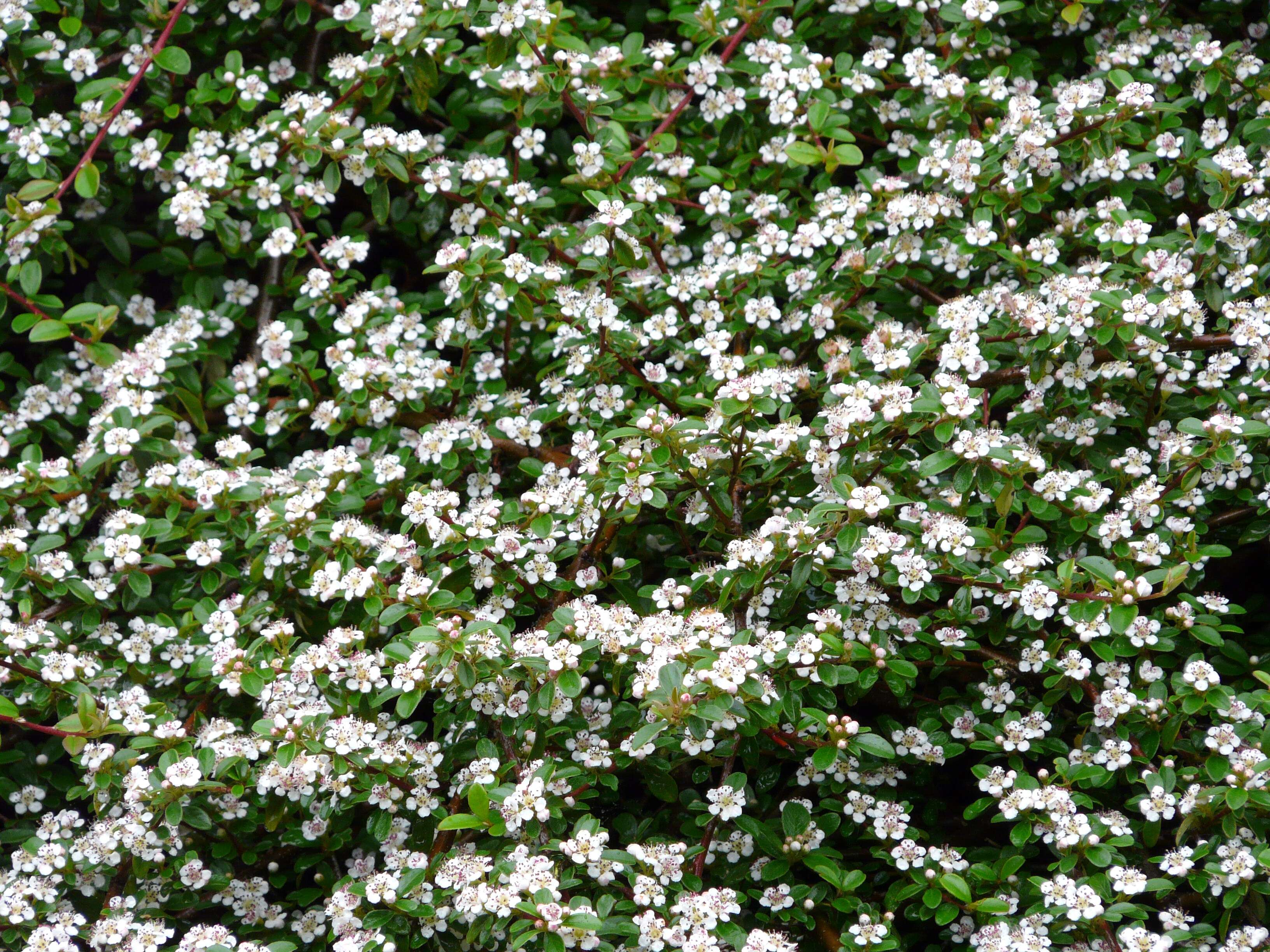 Image of coral beauty cotoneaster