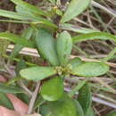 Image de Diospyros dichrophylla (Gand.) De Winter