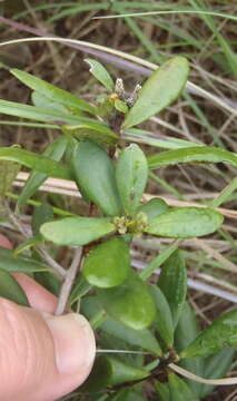 Sivun Diospyros dichrophylla (Gand.) De Winter kuva