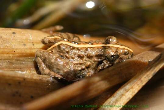 Image of Asian Grass Frog