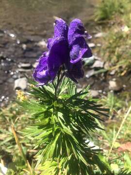 Слика од Aconitum napellus L.