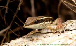 Imagem de Ophisops leschenaultii (Milne-edwards 1829)