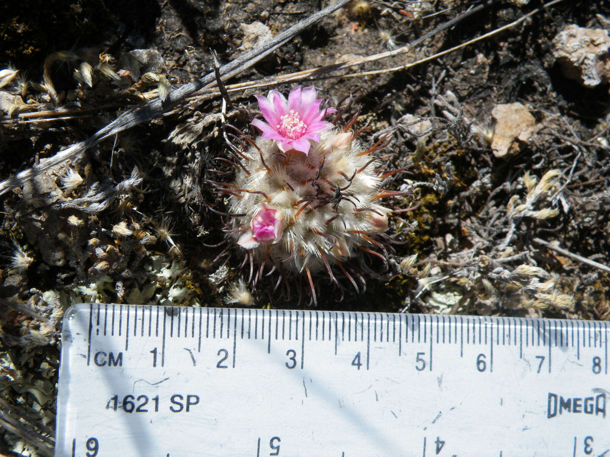 Image de Mammillaria perezdelarosae subsp. perezdelarosae