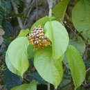 Bignonia hyacinthina (Standl.) L. G. Lohmann的圖片